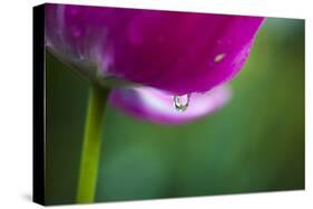 Violet-Red Tulip with Raindrops-Brigitte Protzel-Stretched Canvas