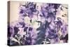 Violet Remembers-Mindy Sommers-Stretched Canvas