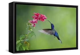 Violet Sabrewing Hummingbird (Campylopterus Hemileucurus) Hummingbird Male Flying-Melvin Grey-Framed Stretched Canvas