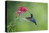 Violet Sabrewing Hummingbird (Campylopterus Hemileucurus) Hummingbird Male Flying-Melvin Grey-Stretched Canvas