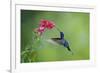 Violet Sabrewing Hummingbird (Campylopterus Hemileucurus) Hummingbird Male Flying-Melvin Grey-Framed Photographic Print