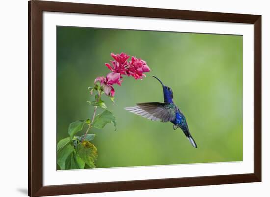 Violet Sabrewing Hummingbird (Campylopterus Hemileucurus) Hummingbird Male Flying-Melvin Grey-Framed Photographic Print