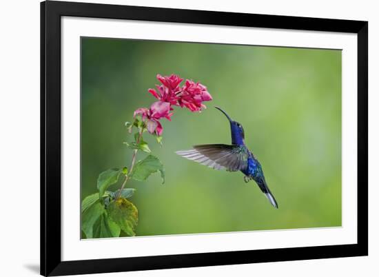 Violet Sabrewing Hummingbird (Campylopterus Hemileucurus) Hummingbird Male Flying-Melvin Grey-Framed Photographic Print