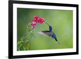 Violet Sabrewing Hummingbird (Campylopterus Hemileucurus) Hummingbird Male Flying-Melvin Grey-Framed Photographic Print