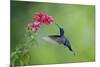 Violet Sabrewing Hummingbird (Campylopterus Hemileucurus) Hummingbird Male Flying-Melvin Grey-Mounted Photographic Print