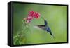 Violet Sabrewing Hummingbird (Campylopterus Hemileucurus) Hummingbird Male Flying-Melvin Grey-Framed Stretched Canvas