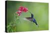 Violet Sabrewing Hummingbird (Campylopterus Hemileucurus) Hummingbird Male Flying-Melvin Grey-Stretched Canvas