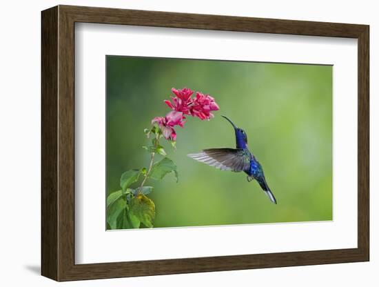 Violet Sabrewing Hummingbird (Campylopterus Hemileucurus) Hummingbird Male Flying-Melvin Grey-Framed Photographic Print