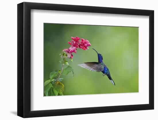 Violet Sabrewing Hummingbird (Campylopterus Hemileucurus) Hummingbird Male Flying-Melvin Grey-Framed Photographic Print