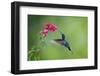 Violet Sabrewing Hummingbird (Campylopterus Hemileucurus) Hummingbird Male Flying-Melvin Grey-Framed Photographic Print