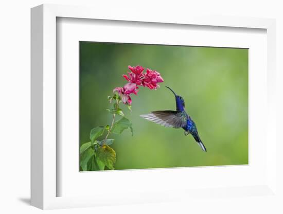 Violet Sabrewing Hummingbird (Campylopterus Hemileucurus) Hummingbird Male Flying-Melvin Grey-Framed Photographic Print