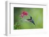 Violet Sabrewing Hummingbird (Campylopterus Hemileucurus) Hummingbird Male Flying-Melvin Grey-Framed Photographic Print