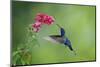 Violet Sabrewing Hummingbird (Campylopterus Hemileucurus) Hummingbird Male Flying-Melvin Grey-Mounted Photographic Print