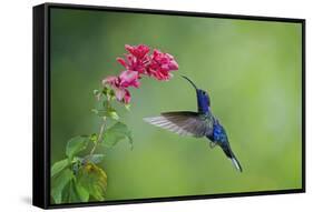 Violet Sabrewing Hummingbird (Campylopterus Hemileucurus) Hummingbird Male Flying-Melvin Grey-Framed Stretched Canvas