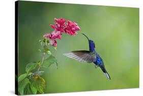 Violet Sabrewing Hummingbird (Campylopterus Hemileucurus) Hummingbird Male Flying-Melvin Grey-Stretched Canvas