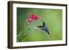 Violet Sabrewing Hummingbird (Campylopterus Hemileucurus) Hummingbird Male Flying-Melvin Grey-Framed Photographic Print