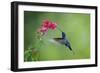 Violet Sabrewing Hummingbird (Campylopterus Hemileucurus) Hummingbird Male Flying-Melvin Grey-Framed Photographic Print