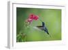 Violet Sabrewing Hummingbird (Campylopterus Hemileucurus) Hummingbird Male Flying-Melvin Grey-Framed Photographic Print