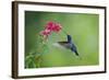 Violet Sabrewing Hummingbird (Campylopterus Hemileucurus) Hummingbird Male Flying-Melvin Grey-Framed Photographic Print