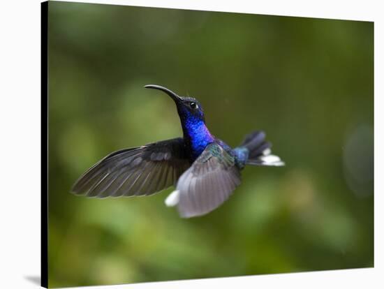 Violet Sabrewing Hummingbird in Flight-Paul Souders-Stretched Canvas