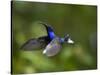 Violet Sabrewing Hummingbird in Flight-Paul Souders-Stretched Canvas