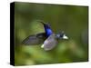 Violet Sabrewing Hummingbird in Flight-Paul Souders-Stretched Canvas