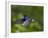 Violet Sabrewing Hummingbird in Flight-Paul Souders-Framed Photographic Print