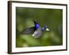 Violet Sabrewing Hummingbird in Flight-Paul Souders-Framed Photographic Print