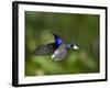 Violet Sabrewing Hummingbird in Flight-Paul Souders-Framed Photographic Print