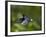 Violet Sabrewing Hummingbird in Flight-Paul Souders-Framed Photographic Print