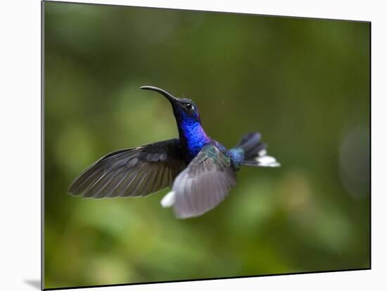 Violet Sabrewing Hummingbird in Flight-Paul Souders-Mounted Photographic Print