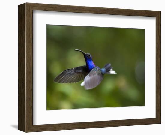 Violet Sabrewing Hummingbird in Flight-Paul Souders-Framed Photographic Print