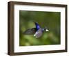 Violet Sabrewing Hummingbird in Flight-Paul Souders-Framed Photographic Print