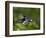 Violet Sabrewing Hummingbird in Flight-Paul Souders-Framed Photographic Print