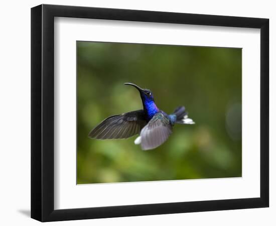 Violet Sabrewing Hummingbird in Flight-Paul Souders-Framed Photographic Print