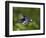 Violet Sabrewing Hummingbird in Flight-Paul Souders-Framed Photographic Print