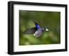 Violet Sabrewing Hummingbird in Flight-Paul Souders-Framed Photographic Print