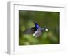 Violet Sabrewing Hummingbird in Flight-Paul Souders-Framed Photographic Print