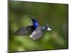 Violet Sabrewing Hummingbird in Flight-Paul Souders-Mounted Photographic Print