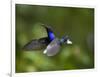 Violet Sabrewing Hummingbird in Flight-Paul Souders-Framed Photographic Print