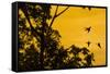 Violet sabrewing hummingbird males territorial fight at dawn, Turrialba, Costa Rica-Phil Savoie-Framed Stretched Canvas