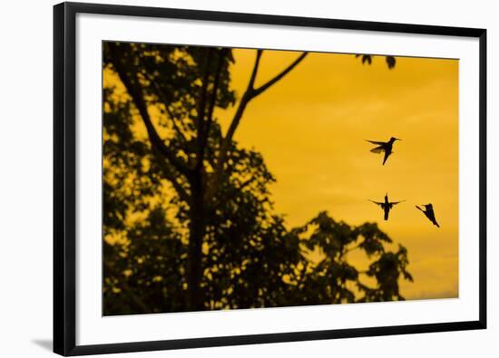 Violet sabrewing hummingbird males territorial fight at dawn, Turrialba, Costa Rica-Phil Savoie-Framed Photographic Print