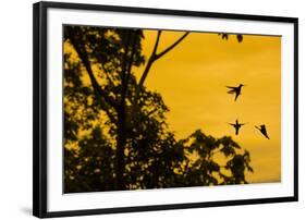 Violet sabrewing hummingbird males territorial fight at dawn, Turrialba, Costa Rica-Phil Savoie-Framed Photographic Print