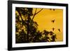 Violet sabrewing hummingbird males territorial fight at dawn, Turrialba, Costa Rica-Phil Savoie-Framed Photographic Print