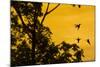 Violet sabrewing hummingbird males territorial fight at dawn, Turrialba, Costa Rica-Phil Savoie-Mounted Photographic Print