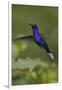 Violet Sabrewing Hummingbird. Monteverde. Costa Rica. Central America-Tom Norring-Framed Photographic Print