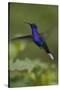 Violet Sabrewing Hummingbird. Monteverde. Costa Rica. Central America-Tom Norring-Stretched Canvas