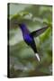 Violet Sabrewing. Hummingbird. Monteverde. Costa Rica. Central America-Tom Norring-Stretched Canvas