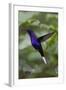 Violet Sabrewing. Hummingbird. Monteverde. Costa Rica. Central America-Tom Norring-Framed Photographic Print