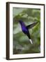 Violet Sabrewing. Hummingbird. Monteverde. Costa Rica. Central America-Tom Norring-Framed Photographic Print